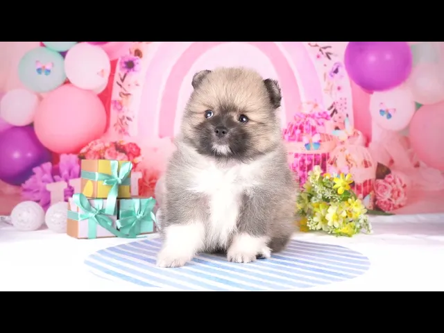動画