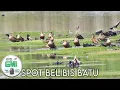 Download Lagu 🔴GILA❗SPOT BELIBIS BATU// HARUS LONG RANGE KETIKA BERBURU BELIBIS 