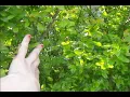 i don't want to see you - camera obscura