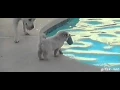 Doggy pool gif