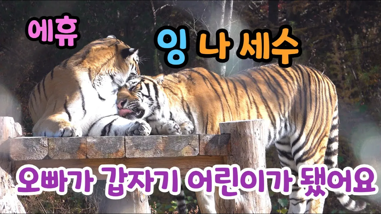 난 엄마가 아닌걸! 아이가 된 오빠 세수 때문에 바쁜 무궁이 ★백두대간으로 간 태범이 무궁이★