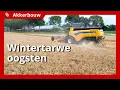 Download Lagu Ondanks moeizame opkomst, toch prima opbrengst wintertarwe