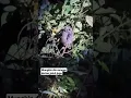 Download Lagu Hantu Durian!! Ada yang lagi memperhatikan kita yg jaga durian #shorts #kebundurian #durianviral