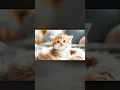 Download Lagu Grappig katje op een zacht matrasje dat schattige geluidjes maakt #cartooncat #catvideos #cutecat