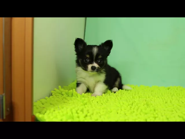 動画