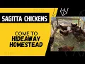 Sagitta chickens come to the homestead
