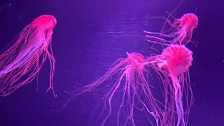 B-Tribe - Que Mala Vida