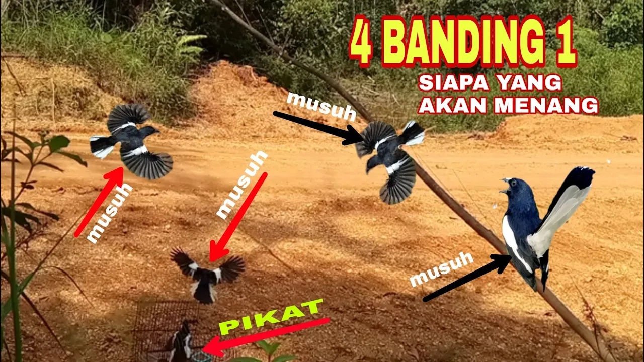 MAIN KROYOK‼️Baru kali ini mikat burung kacer paling ganas.4 banding 1