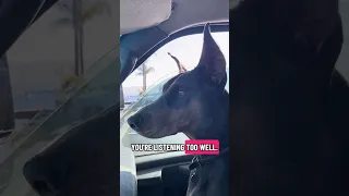 #fyp #dream #doberman #pets #rescue