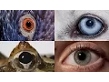 Watch How Animals and People See the World Differently National Geographic