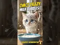 Funny Kitten vs Milk Bubbles