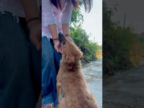No caption #youtubeshorts #emotional #emostional #3sister #emotational #sister