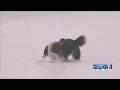 Piper the border collie used as avalanche rescue dog at Crystal Mountain Resort