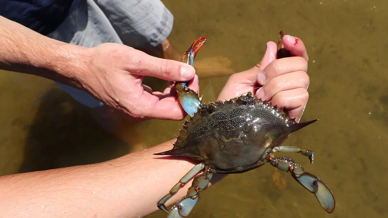 ANGRY CRAB ATTACK’S AFTER CAPTURE!!