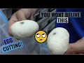 WHAT DID WE HIT Ball Python Egg Cutting