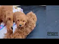 CAVAPOO M 36311 CAVAPOO M 36313