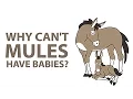 Why Can t Mules Have Babies