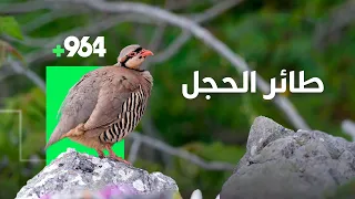 ماذا تعرف عن طائر الحجل او الجوكار  دندنها