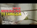 Download Lagu SUARA BURUNG PUTER PELUNG