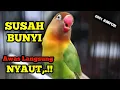 Lagu Lovebird males bunyi langsung nyaut dengan pancingan LB ini