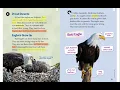 Eagles and Eaglets