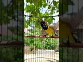 Download Lagu suara burung sogon ngleper nembak panjang