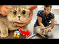 Download Lagu GILA TAPI LUCU! Reaksi Kucing Lipat Skotlandia Alice! #TheVet