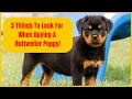 5 Things To Look For When Buying A Rottweiler Puppy