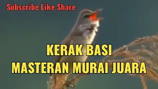 Download BURUNG KERAK BASI MASTERAN MURAI JUARA DIJAMIN DILIRIK JURI #muraibatu #murai #ohara #biangkerok MP3