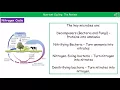 OCR Gateway A B4 1 6 - Nutrient Cycles