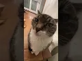 Download Lagu 💋Kiss Cat 16 #kisscat #cat #funnycat