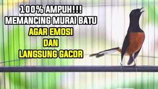 100 ampuh bikin murai batu langsung gacor dan bongkar materi dengan suara tembakan mewah ini