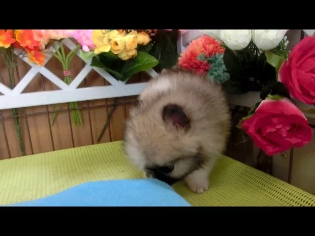 動画