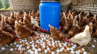 فكرة رائعة لتربية الدجاج البياض في المنزل دندنها