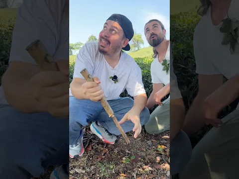 Patlangaç Denedik