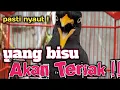 Download Lagu Pancingan dan masteran jalak kebo‼️yang bisu bakal berteriak dengar suara masteran jalak ini
