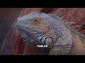 Why Do Iguanas Bob Their Heads