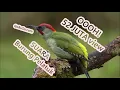 Suara Pelatuk Mp3 - Download Suara Burung Pelatuk Sampit Ulam Beras Kepala Merah Durasi Panjang!