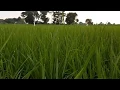Download Lagu Suara Kodok Sawah Untuk Relaksasi