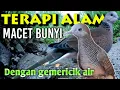 Download Lagu Terapi macet bunyi perkutut dan tekukur saling bersahutan di alam serta gemericik air