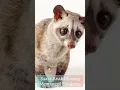 Download Lagu suara anak musang memanggil emaknya !! #short #shorts #misteri #mitos