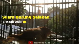 Download Suara Burung Salakan Jantan Bahan Mulai Gacor MP3