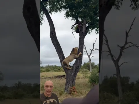 O QUE ESSE LEÃO ESTÁ FAZENDO? Pergunte ao Biólogo Guilherme Domenichelli#animaltv #animals #lion
