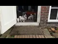 Download Lagu 14 Dalmatian puppies first time outdoor