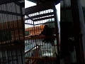 Download Lagu KUTILANG lg ngajak DECU tarung gacoran