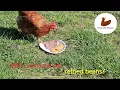 Do chickens like refried beans