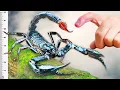 Download Lagu Stung by World’s Biggest Scorpion!