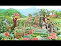 Download Lagu Harvest Lots Of Watermelons, Use 3 Wheeled Truck Transport Water Melon Go To Market Sell