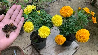 ازرع مئات الشتلات من نبات القطيفة من بذور زهرة قطيفة وحدة بمنتهى السهولة زراعة ازهار القطيفة 