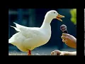 Download Lagu Duck Quack - Sound Effect (HD)